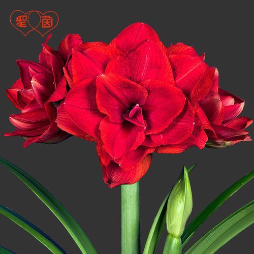 阿玛兰迪和樱桃妮芙哪个更好