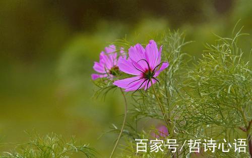 野花的诗