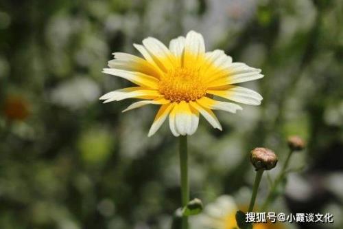 人生真情感悟句子
