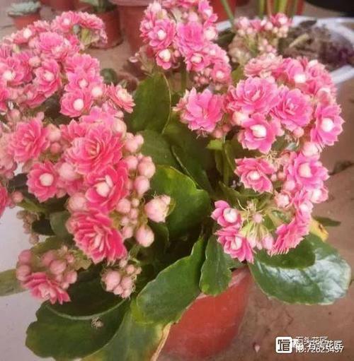 花养得好的人有福气